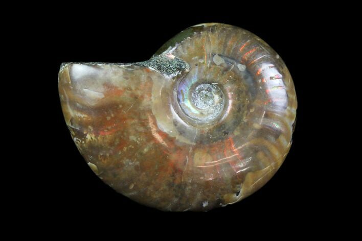 Iridescent, Red Flash Ammonite - Madagascar #82434